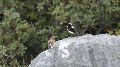 Aksırtlı kuyrukkakan