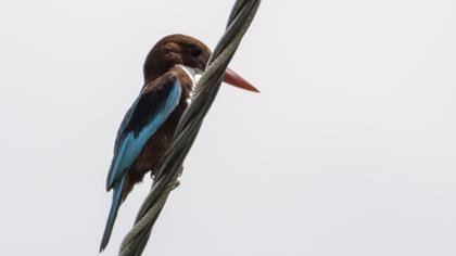 İzmir yalıçapkını