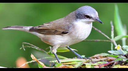 Küçük akgerdanlı ötleğen