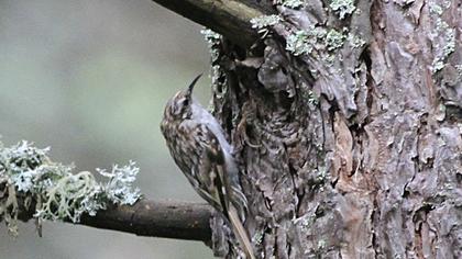 Orman tırmaşıkkuşu
