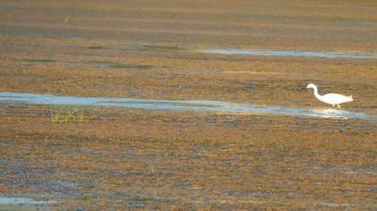 Küçük ak balıkçıl