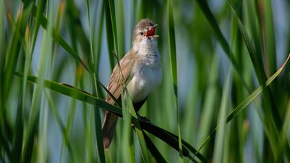 Büyük kamışçın
