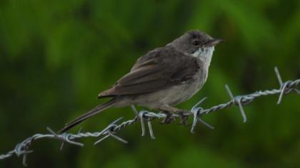 Akgerdanlı ötleğen