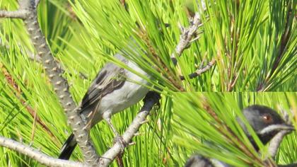 Karaboğazlı ötleğen
