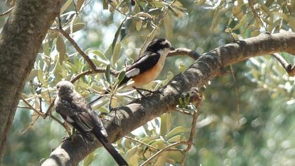 Maskeli örümcekkuşu