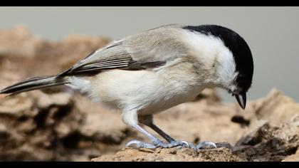 Kayın baştankarası