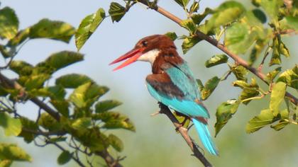 İzmir yalıçapkını