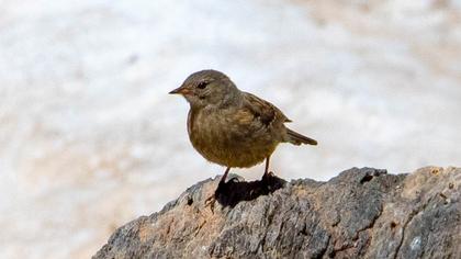 Büyük dağbülbülü