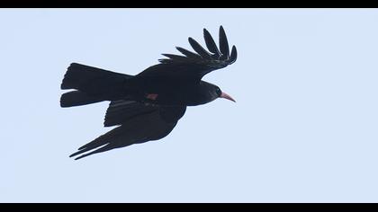 Kırmızıgagalı dağ kargası