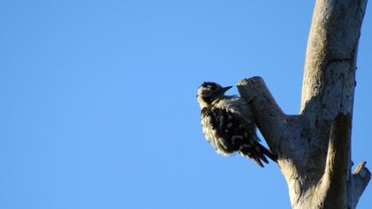 Küçük ağaçkakan