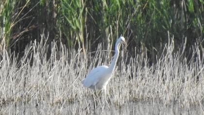 Büyük ak balıkçıl