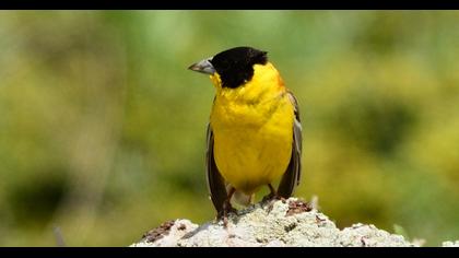 Karabaşlı kirazkuşu