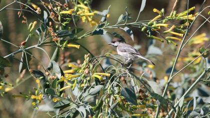 Akyanaklı baştankara