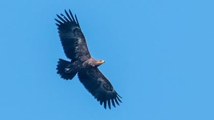 Küçük orman kartalı