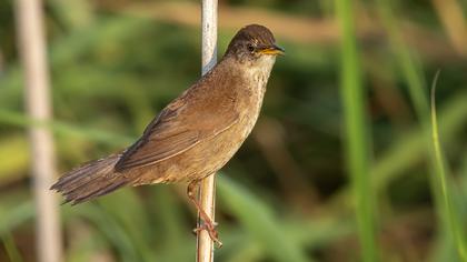 Bataklık kamışçını
