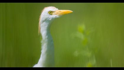 Sığır balıkçılı