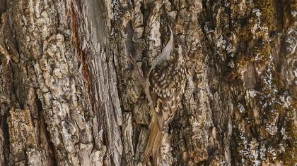 Bahçe tırmaşıkkuşu