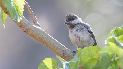 Akyanaklı baştankara