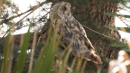 Kulaklı orman baykuşu