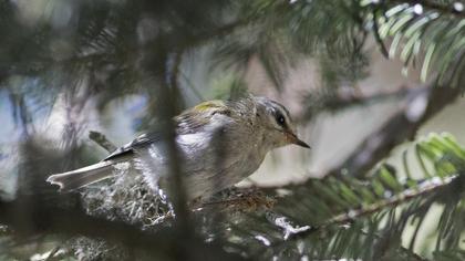 Sürmeli çalıkuşu