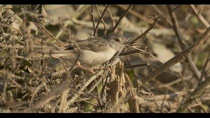 Dikkuyruklu ötleğen