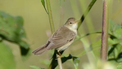 Çalı kamışçını