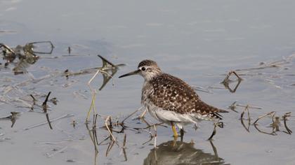 Orman düdükçünü