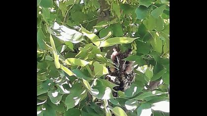 Kulaklı orman baykuşu