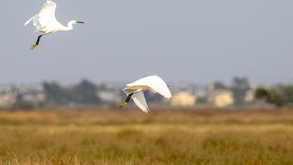 Küçük ak balıkçıl
