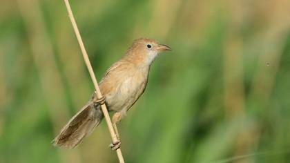 Iraq Babbler