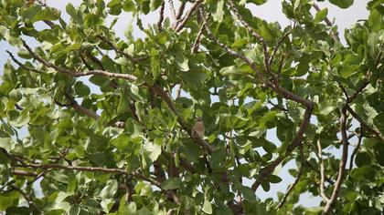 Sarıboğazlı serçe