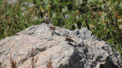 Büyük dağbülbülü