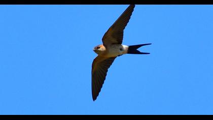 Kızıl kırlangıç