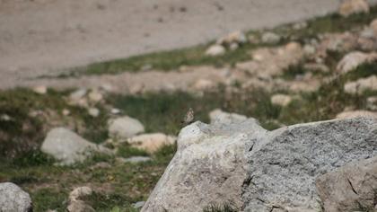 Sarıgagalı ketenkuşu