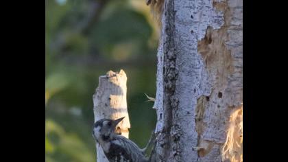 Küçük ağaçkakan