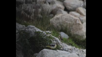 Dağ kuyruksallayanı