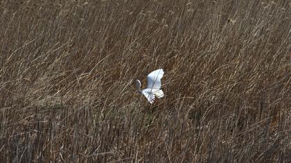 Küçük ak balıkçıl