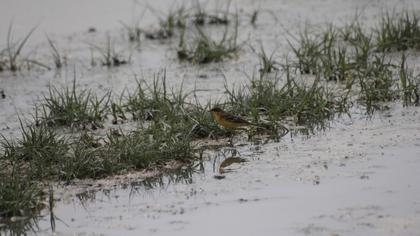 Sarı kuyruksallayan