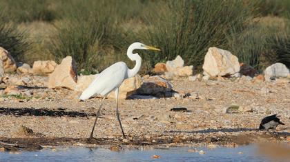 Büyük ak balıkçıl