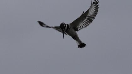 Alaca yalıçapkını