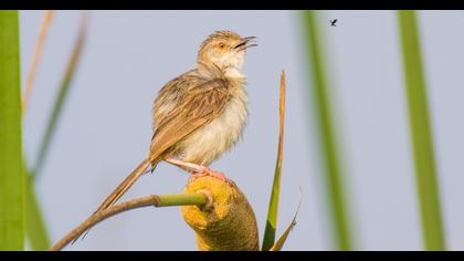 Dikkuyruklu ötleğen