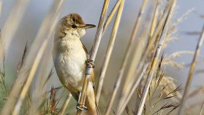 Büyük kamışçın