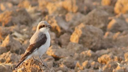 Karaalınlı örümcekkuşu
