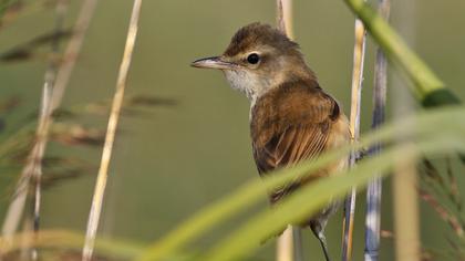 Büyük kamışçın