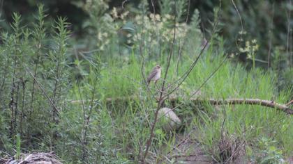 Karabaşlı kirazkuşu