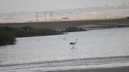 Büyük ak balıkçıl