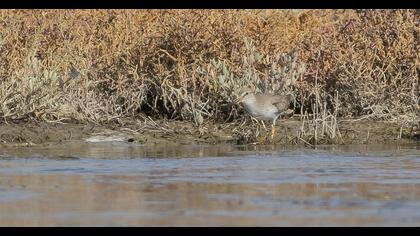 Terek düdükçünü