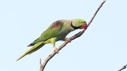İskender papağanı