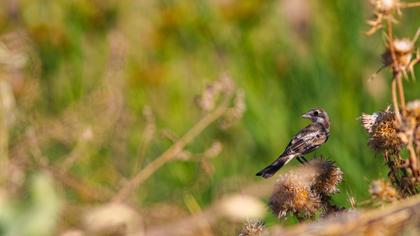 Kızılbaşlı örümcekkuşu