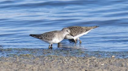 Sarıbacaklı kumkuşu